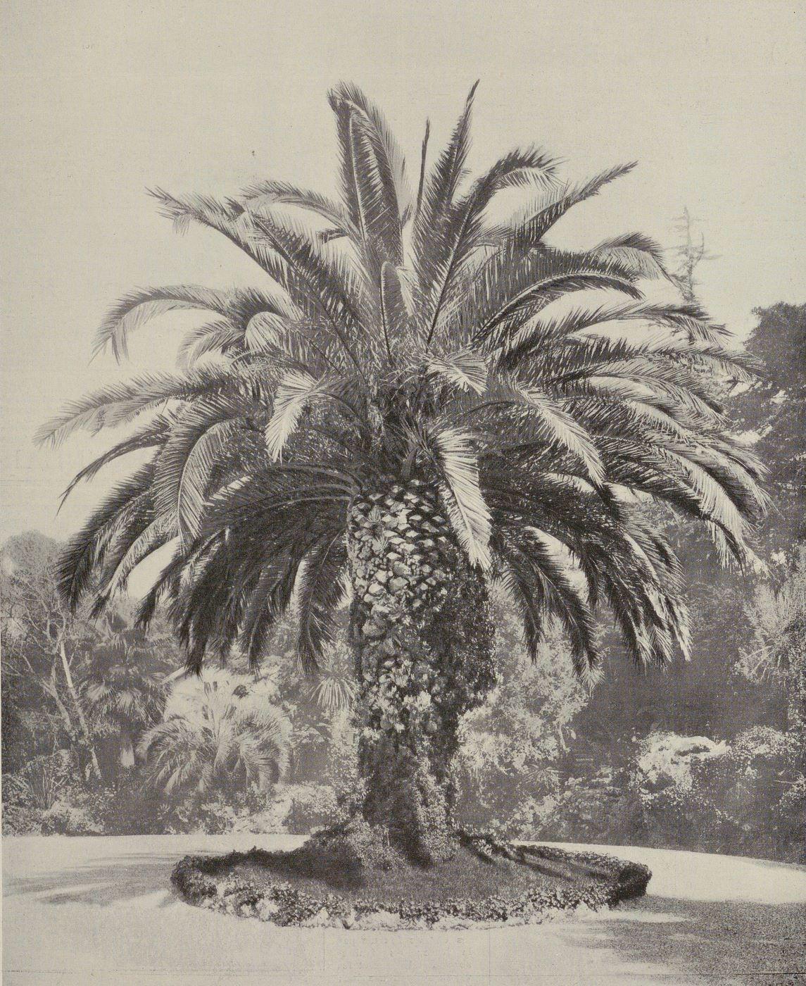 Grand phoenix des Canaries ornant le terre-plein d'arrivée de la villa Selvosa à Cannes, 1914.
