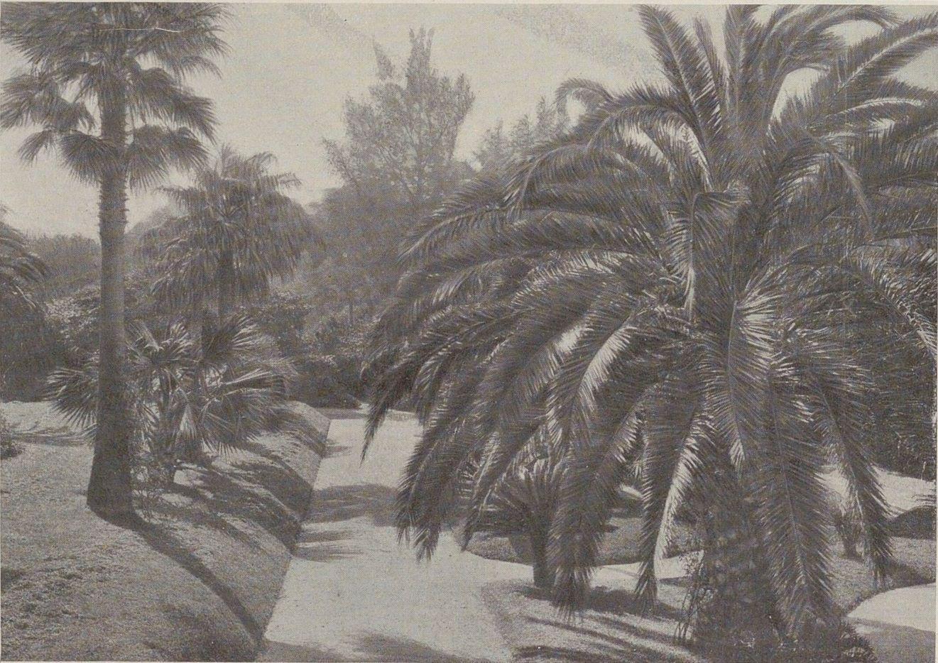 Une allée bordée de grands palmiers. [Villa Fiorentina], 1913.