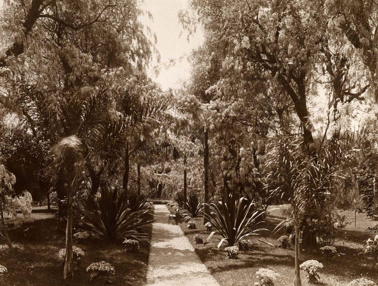 [Jardin de la villa Eléonore-Louis à Cannes. L'allée d'oliviers et de glycines.], [1ere moitié du 20e siècle].