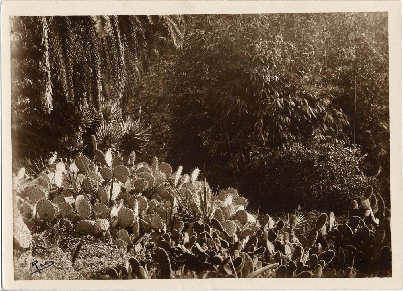 [Jardin de la villa Eléonore-Louis à Cannes. Massif de cactées.], [1ere moitié du 20e siècle].