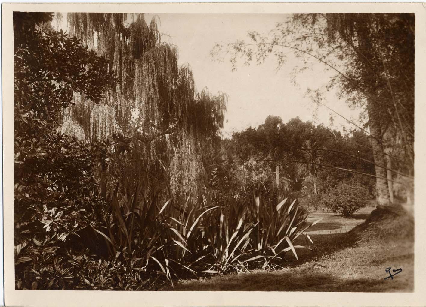 [Jardin de la villa Eléonore-Louis à Cannes. Pelouse arborée.], [1ere moitié du 20e siècle].