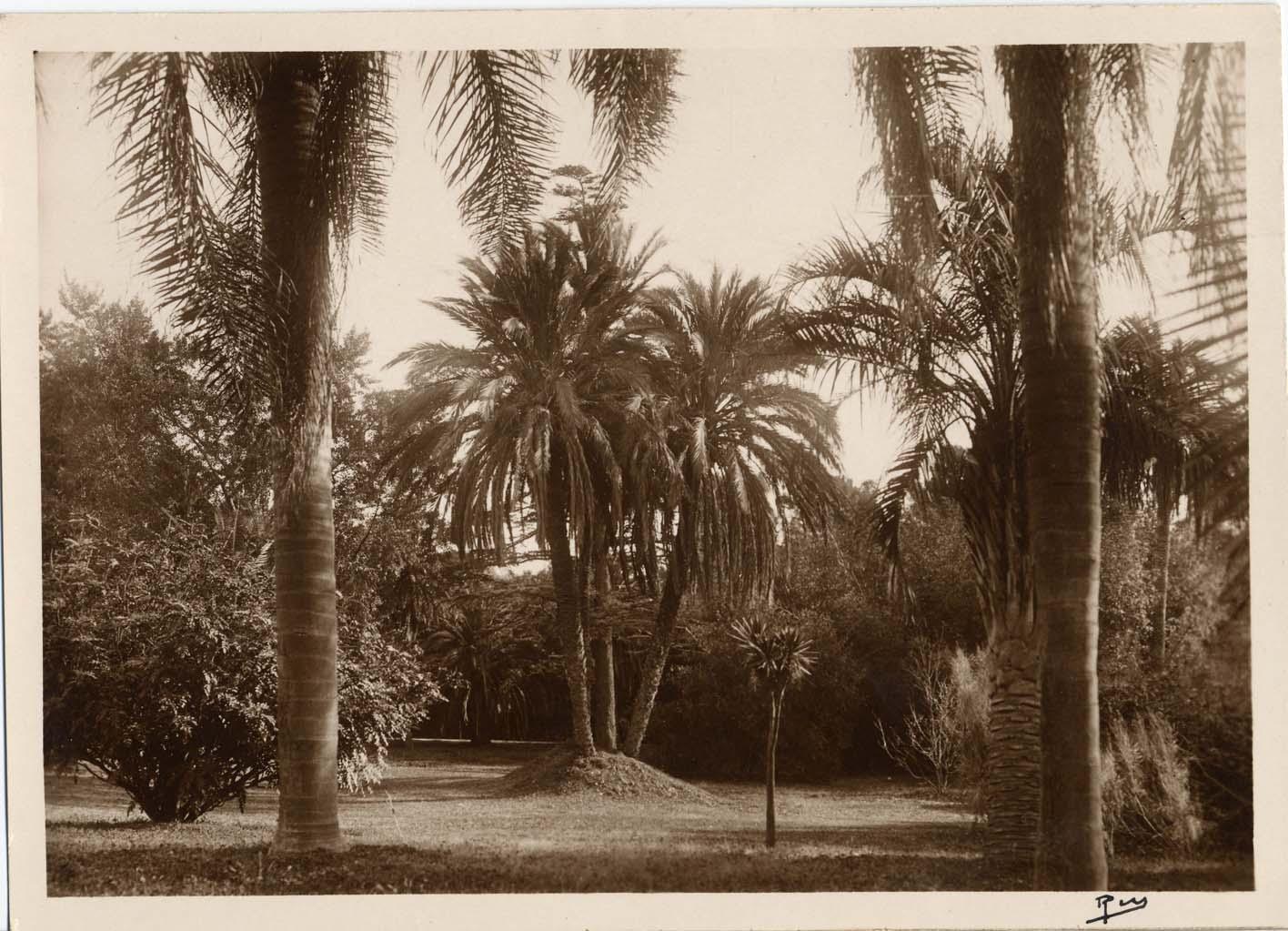 [Jardin de la villa Eléonore-Louis à Cannes. Pelouse et bosquet de palmiers.], [1ere moitié du 20e siècle].