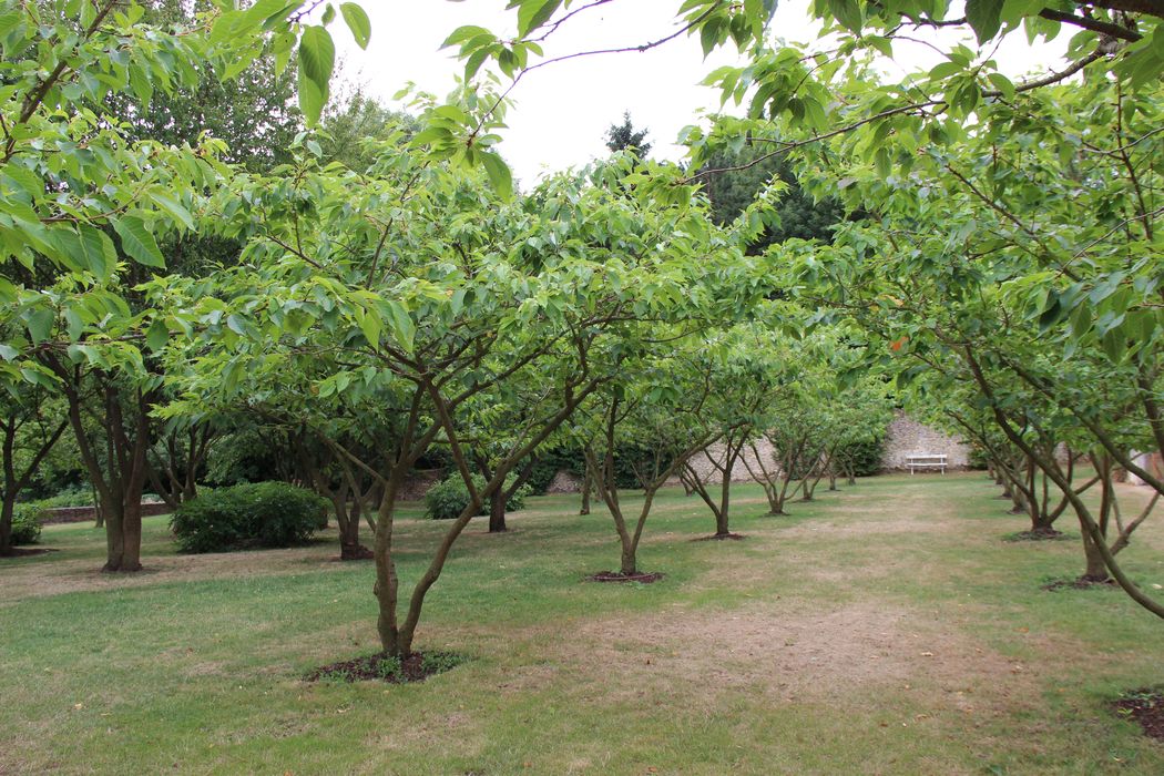 Parc du château de Breteuil : Promenade plantée des cerisiers japonais