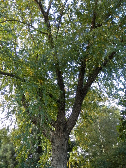 vue partielle d'un des arbres remarquables