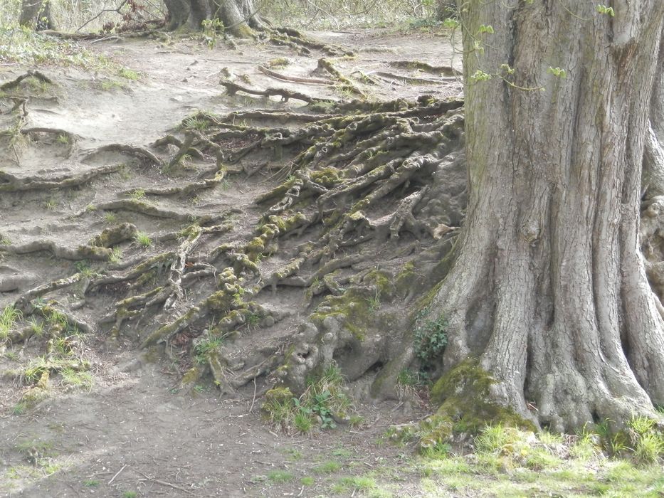 détail des rancines de marronnier