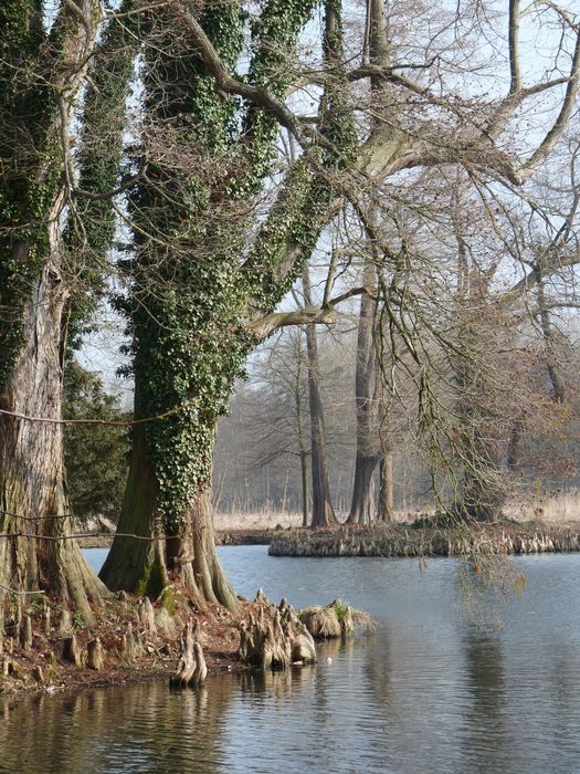 Parc de Chamarande : Etang bordé de cyprès chauves