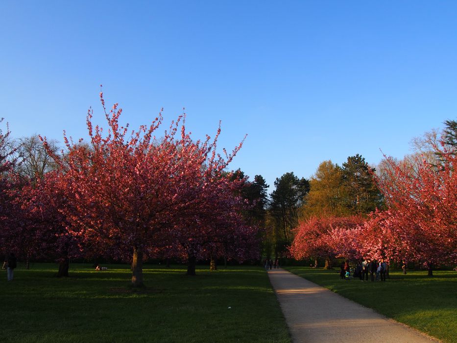 Domaine départemental de Sceaux : Parc, allée bordée par des cerisiers en fleurs, vue générale