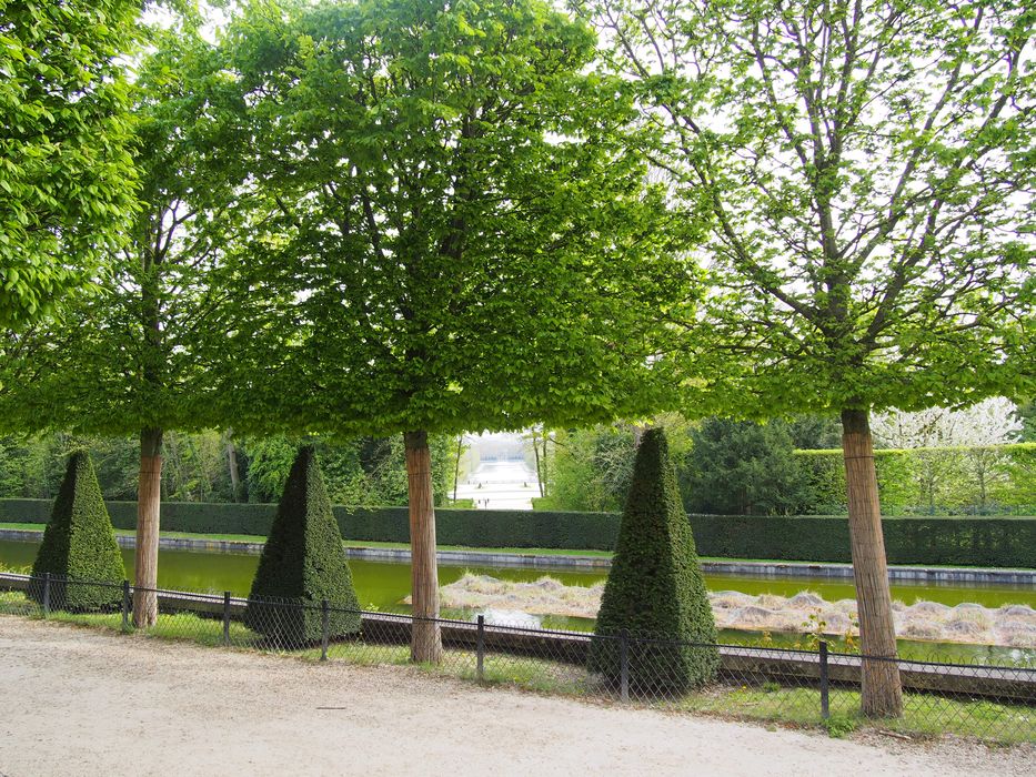 Domaine départemental de Sceaux : Parc, détail d'une allée bordée par des topiaires et des arbres taillés en rideau 