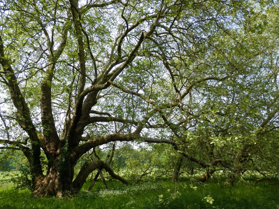 platane remarquable et marcottage