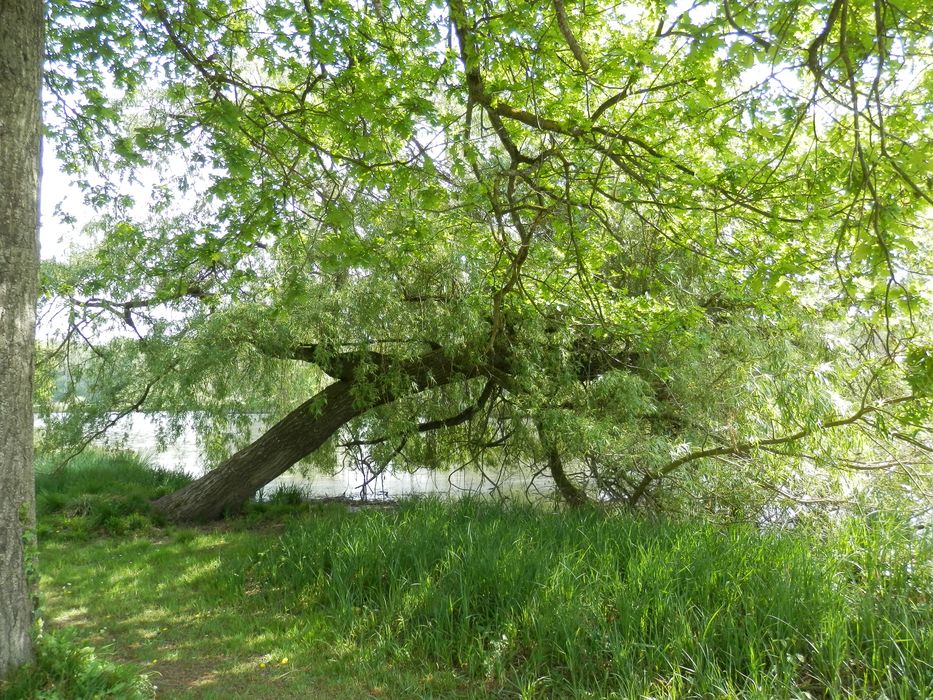 saule pleureur au bord de l’étang