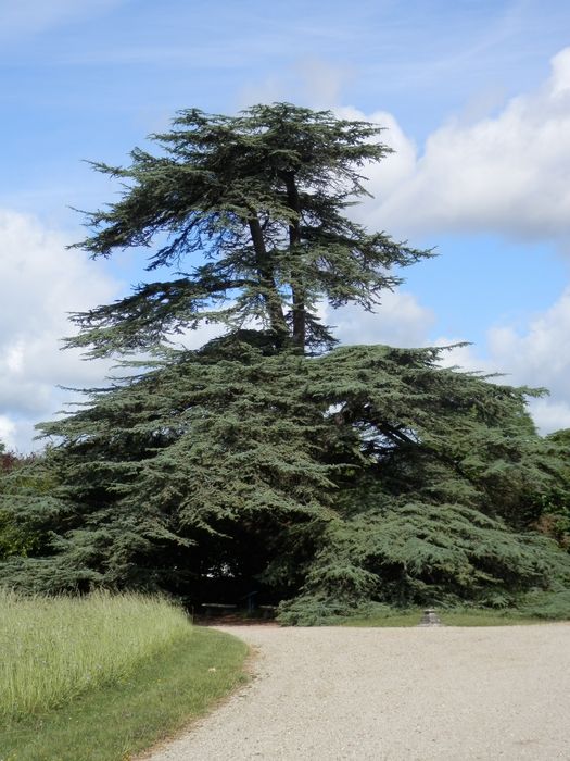 cèdre de Marengo