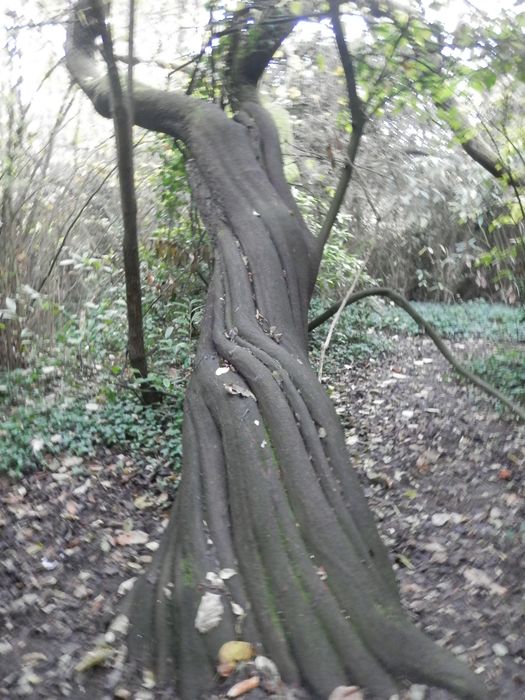 tronc remarquble d’un arbre de Judée