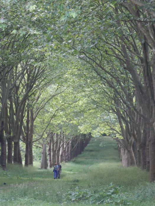 allée dans le sous-bois humide