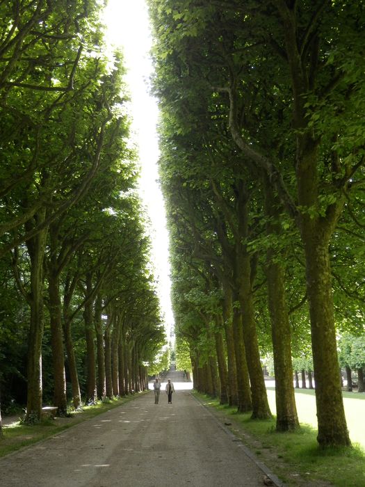 allée de platanes et pieds enherbés