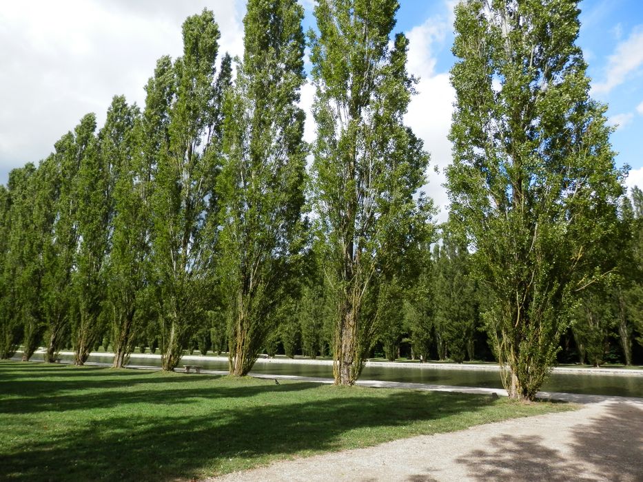 alignement de peupliers à proximité du grand Canal