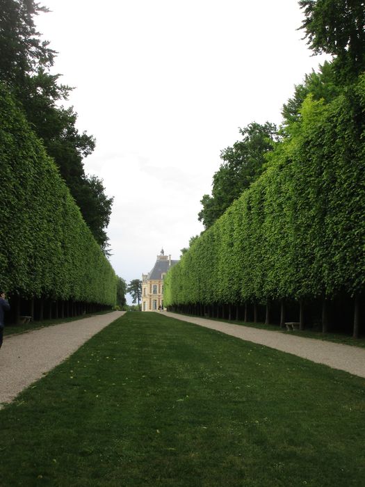 allée de tilleuls en rideau