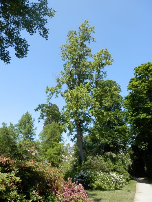 jardin anglais, vue partielle