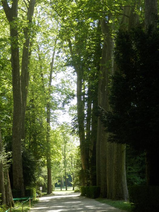 jardin anglais, allée de grands platanes