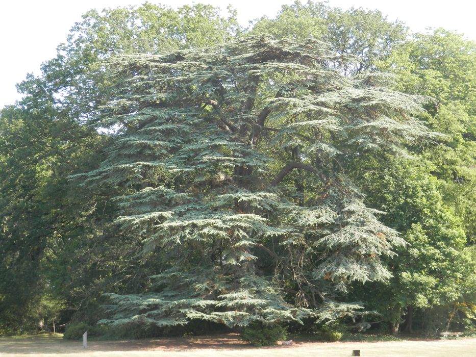 parterre nord et cèdre du premier Empire