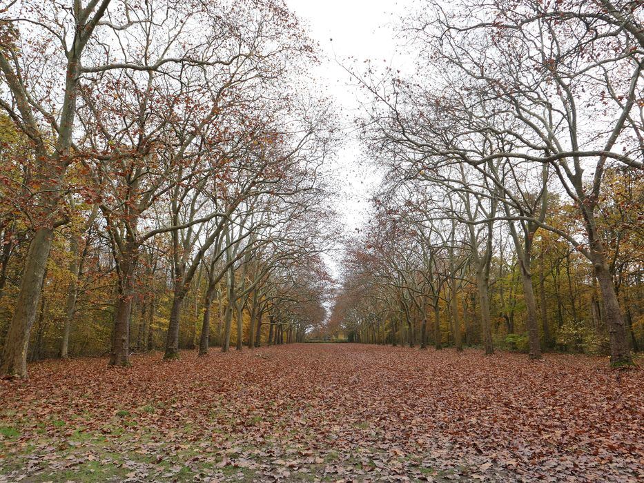 allée des platanes