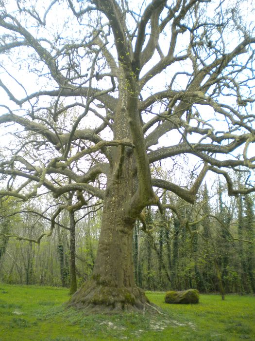 parc, platane remarquable