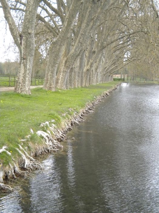 parc, bassin d’eau avec les racines des platanes séculaires