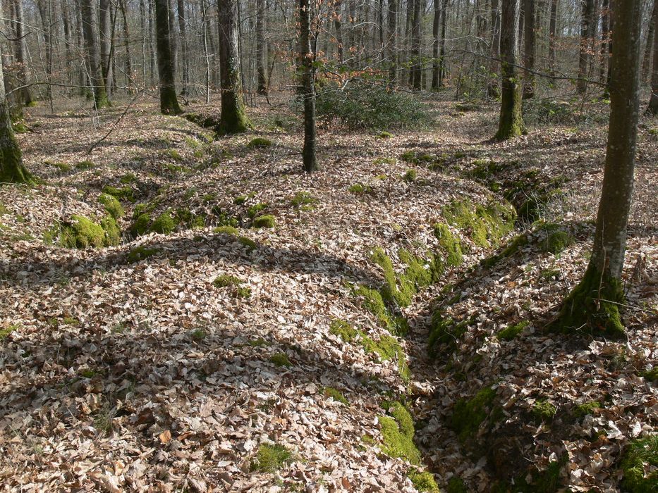 Réseau de tranchées d'entraînement de la guerre 14-18 (site des Sablonnières), vue partielle