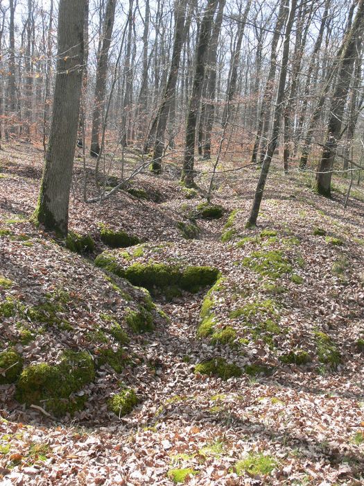 Réseau de tranchées d'entraînement de la guerre 14-18 (site des Sablonnières), vue partielle