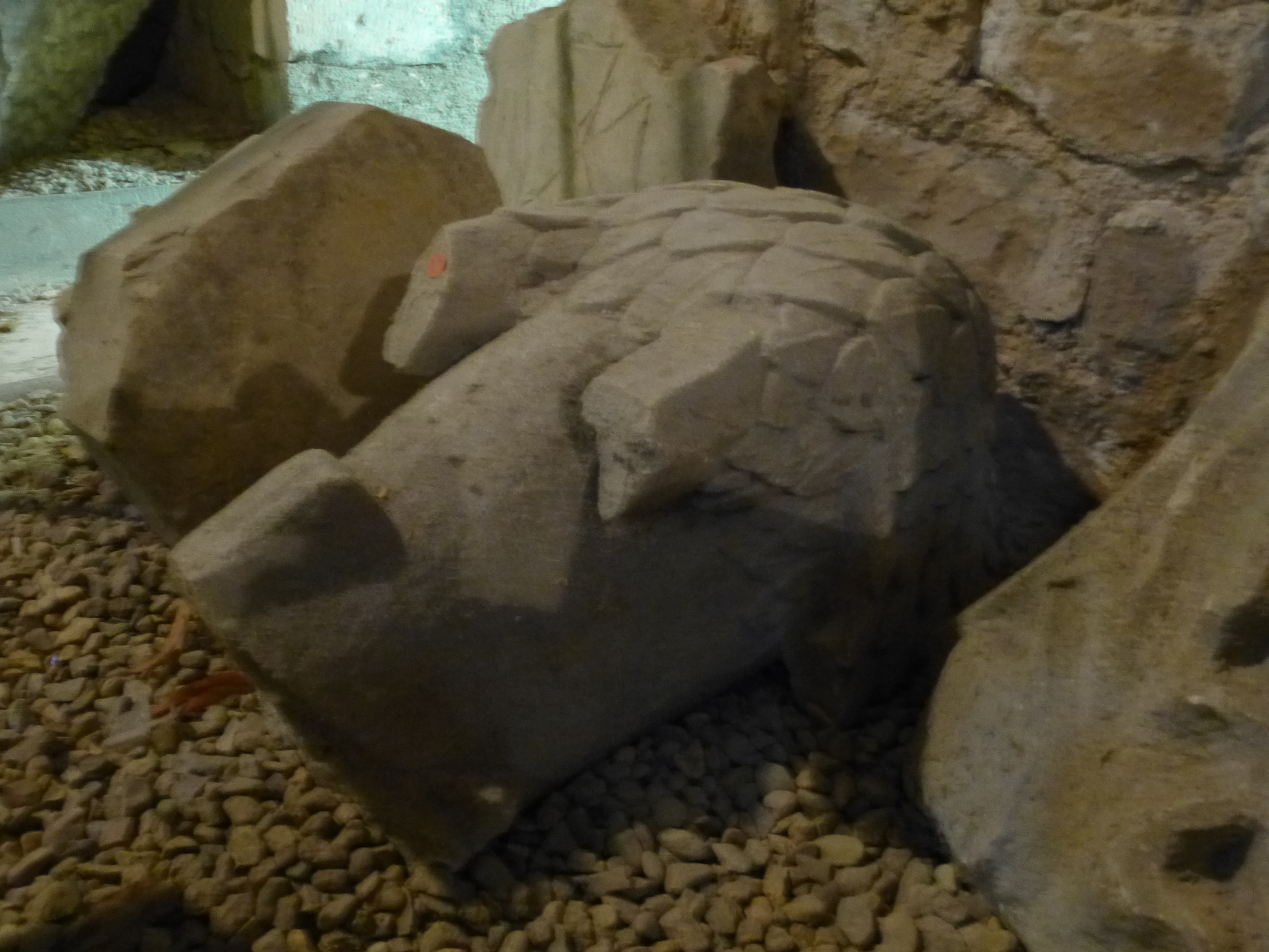 Corps d’un aigle sculpté en ronde-bosse