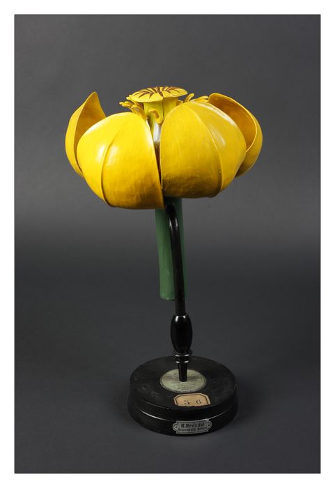 modèle de fleur articulé Brendel : nénuphar jaune - © Ministère de la Culture (France), Direction Régionale des Affaires Culturelles de Bourgogne-Franche-Comté – Tous droits réservés