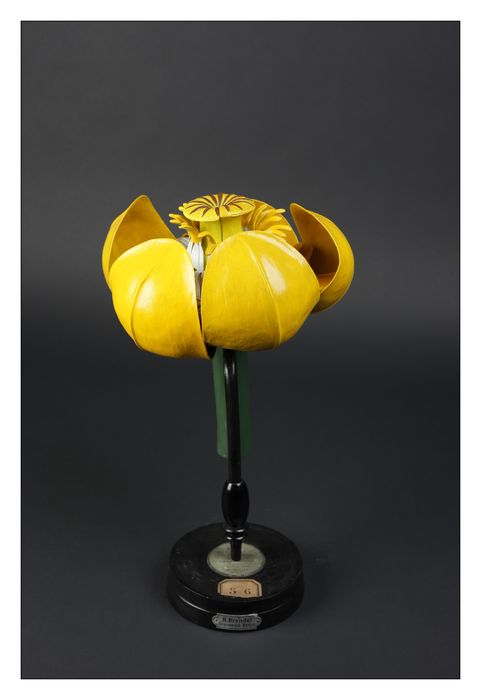 modèle de fleur articulé Brendel : nénuphar jaune - © Ministère de la Culture (France), Direction Régionale des Affaires Culturelles de Bourgogne-Franche-Comté – Tous droits réservés 