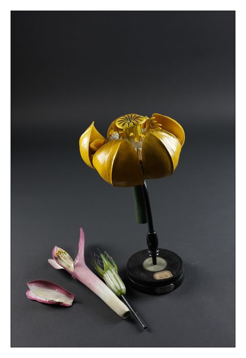 modèle de fleur articulé Brendel : nénuphar jaune - © Ministère de la Culture (France), Direction Régionale des Affaires Culturelles de Bourgogne-Franche-Comté – Tous droits réservés 