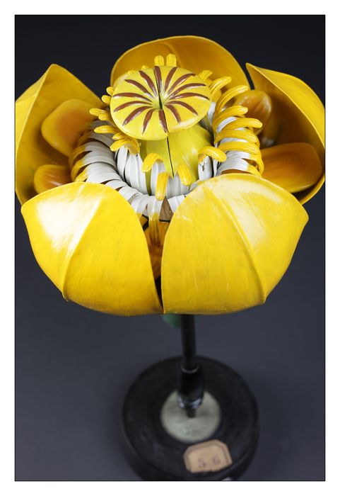 modèle de fleur articulé Brendel : nénuphar jaune - © Ministère de la Culture (France), Direction Régionale des Affaires Culturelles de Bourgogne-Franche-Comté – Tous droits réservés 