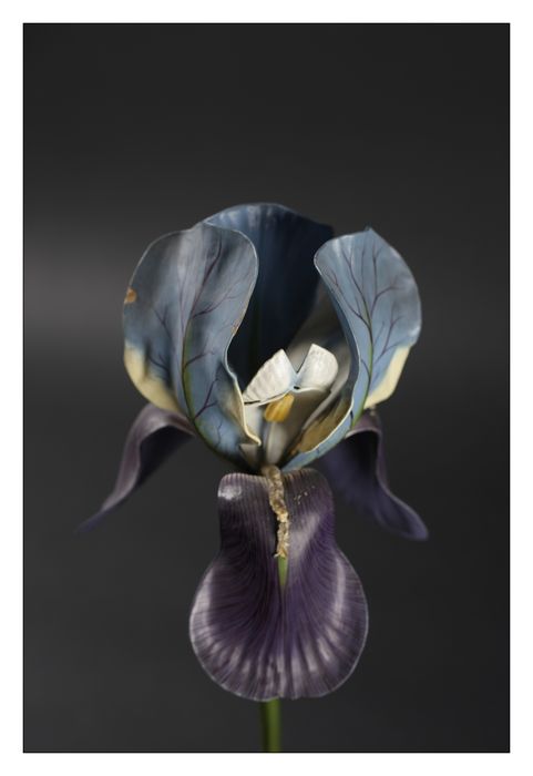 modèle de fleur articulé Brendel : iris
