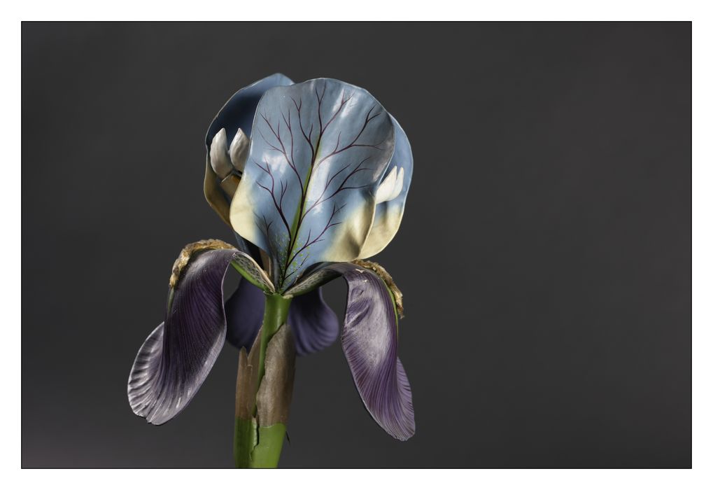 modèle de fleur articulé Brendel : iris