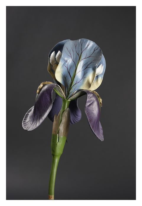 modèle de fleur articulé Brendel : iris
