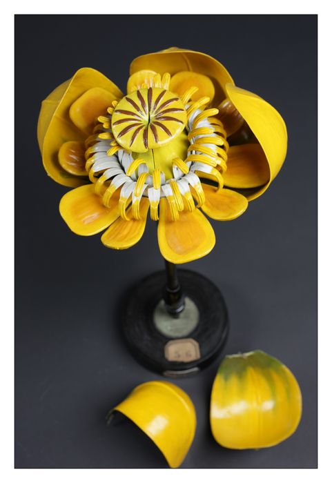 modèle de fleur articulé Brendel : nénuphar jaune