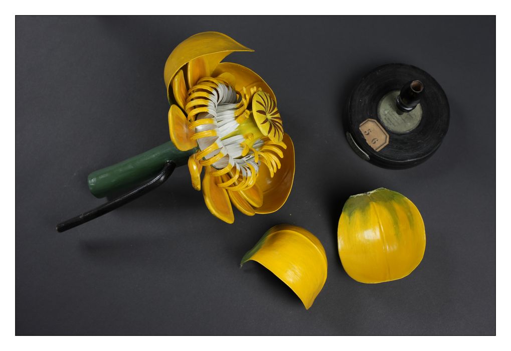 modèle de fleur articulé Brendel : nénuphar jaune