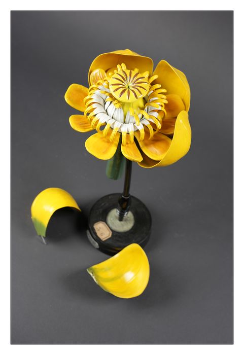 modèle de fleur articulé Brendel : nénuphar jaune