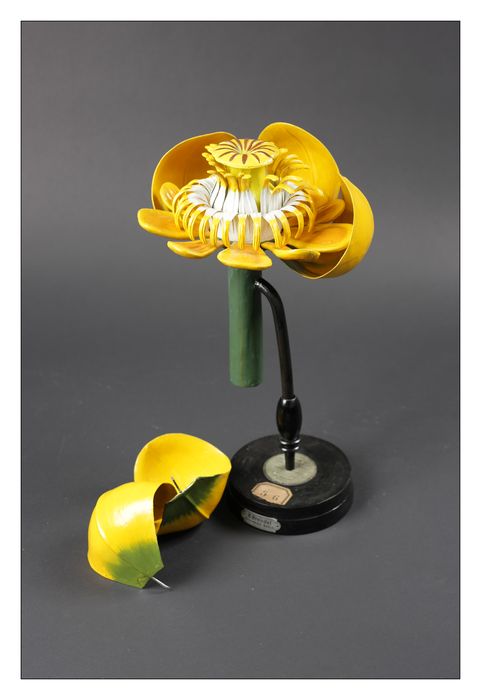 modèle de fleur articulé Brendel : nénuphar jaune