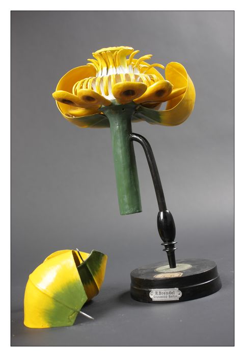 modèle de fleur articulé Brendel : nénuphar jaune