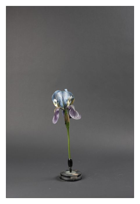 modèle de fleur articulé Brendel : iris