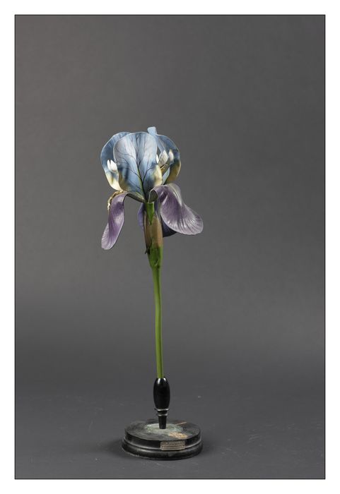 modèle de fleur articulé Brendel : iris