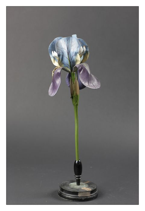 modèle de fleur articulé Brendel : iris