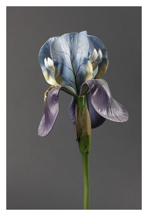 modèle de fleur articulé Brendel : iris