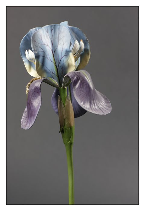 modèle de fleur articulé Brendel : iris