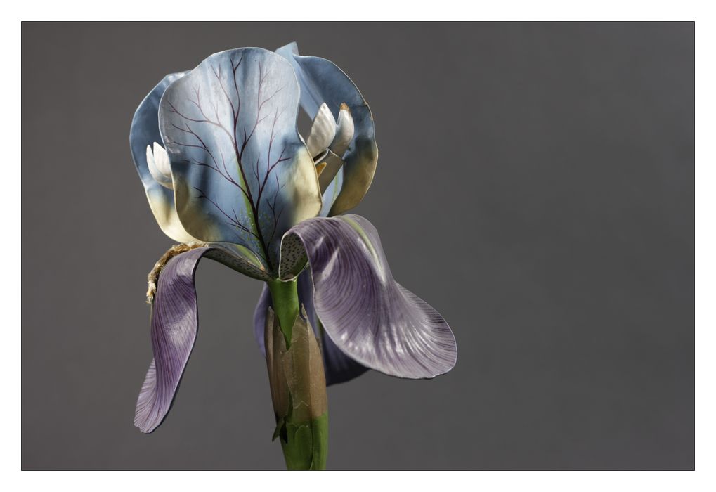 modèle de fleur articulé Brendel : iris
