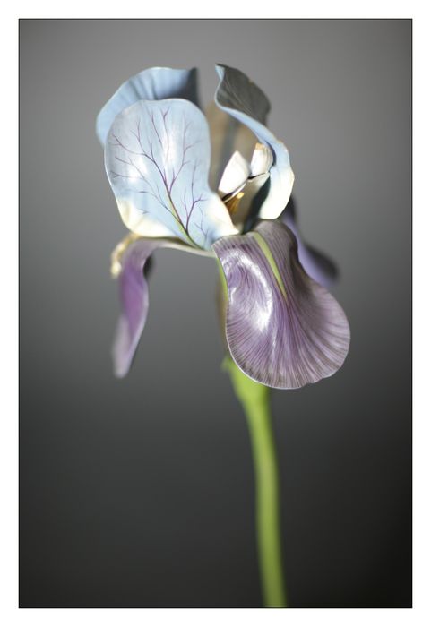 modèle de fleur articulé Brendel : iris