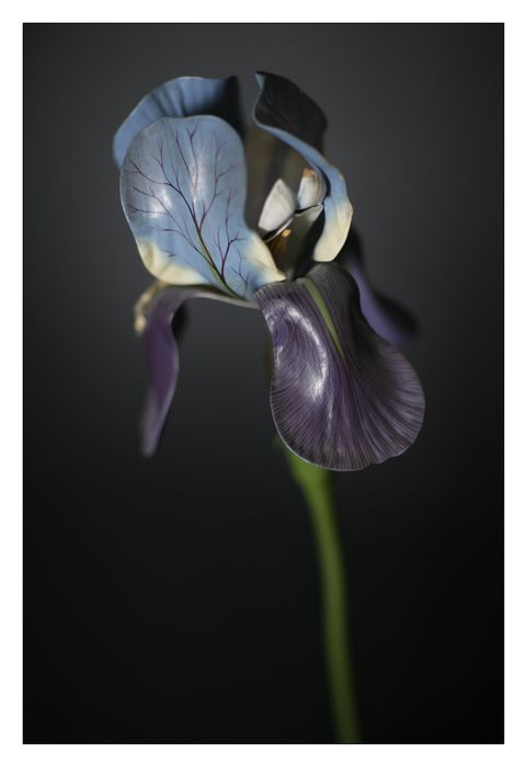 modèle de fleur articulé Brendel : iris