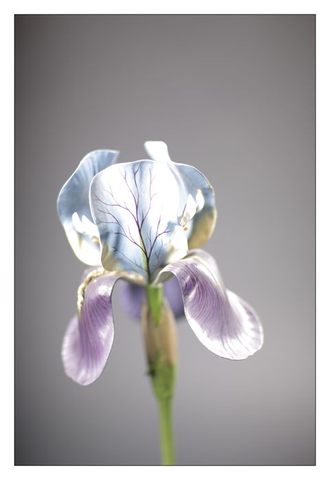 modèle de fleur articulé Brendel : iris